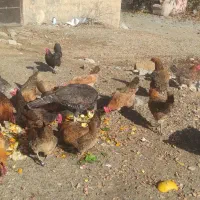 فروش 20عدد مرغ تخم گذار|حیوانات مزرعه|سقز, |دیوار