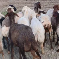 دوازده راس شاه میش داشتی