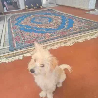 واگذاری سگ پاکوتاه