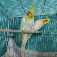 معاوضه با کبوتر یا ابزار الات