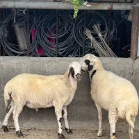 گوسفند نر ۵۰ تا ۶۰ کیلویی برای فروش