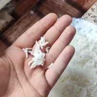برنج کشت دوم معطر فریدون‌کنار و سرخرود