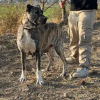 سگ ماده خراسانی سرابی کانگال آلابای|سگ|ری, فیروزآباد|دیوار