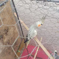 عروس هلندی مولد|پرنده|ایرانشهر, |دیوار