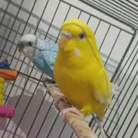 مرغ عشق ماه خوش رنگ