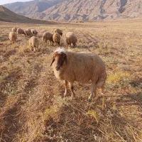 فروش