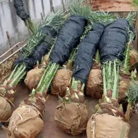 خزران بامبو نخل‌ خرما اصیل برحی زاهدی درخت نهال