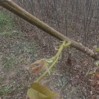 نهال های گردو (تخم مرغی ـچندلر) و نهال گیلاس|خدمات باغبانی و درختکاری|میاندوآب, |دیوار