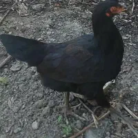 فروش ۳عدد مرغ محلی