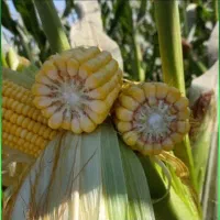 خریدار ذرت علوفه چاپر