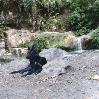 ژرمن ورک بلک وارداتی