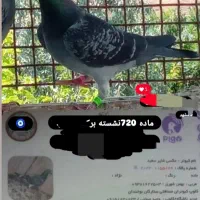 مسافتی پلاکی.