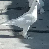 کبوتر لوتی|پرنده|تبریز, |دیوار