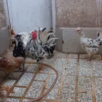 مرغ و خروس گلین لری ومحلی