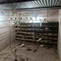 طوقی روزگاری|پرنده|پیر بکران, |دیوار