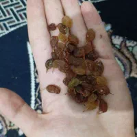 کشمش قوچانی پاک کرده و شسته شده کیلویی ۳۵۰