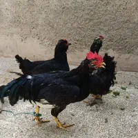 مرغ وخروس گلین لری اصل
