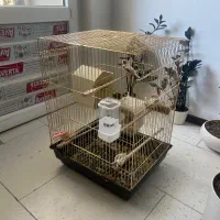 فنچ کینگ مولد