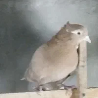 تعدادی کهنه کبوتر جهت نسل کشی