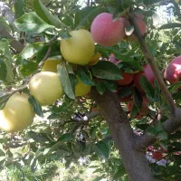 هرکاری وفرم دهی انواع درختان|خدمات باغبانی و درختکاری|مرند, |دیوار