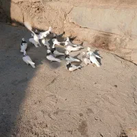 کبوتر طوقی|پرنده|صحنه, |دیوار