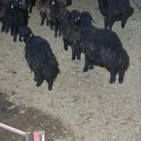 بره ماده ژن دار فروشی