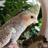 عروس دستی|پرنده|سبزوار, قصبه شرقی|دیوار