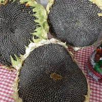 تخمه آفتابگردان درجه ۱|خوردنی و آشامیدنی|شال, |دیوار