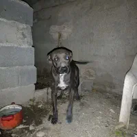 ×سگ امرکن بولی اورجینال ماده×|سگ|کرج, کمالشهر|دیوار