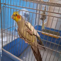 عروس هلندی نر و ماده