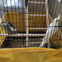 جفت طوطی عروس هلندی و یک جوجه