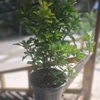 شمشاد سبز سطل ۷