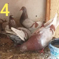 کبوتر|پرنده|قم, پامنار|دیوار