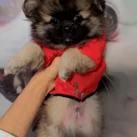 پامرین پکینز با اصالت|سگ|تبریز, |دیوار