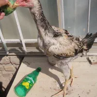جوجه خروس لاری