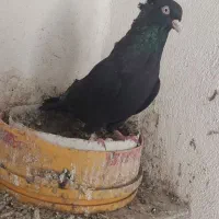 سیاه|پرنده|ارومیه, |دیوار