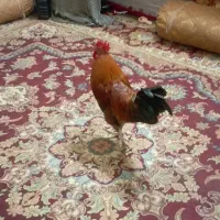 فروش خروس محلی اصیل