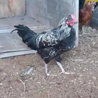 جوجه خروس محلی اصل (سروستان)