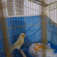 جفت قناری مولد روی تخم