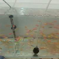 تعداد سی ماهی زبرا درشت