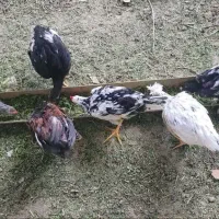 جوجه مرغ خروس|حیوانات مزرعه|کرمانشاه, |دیوار