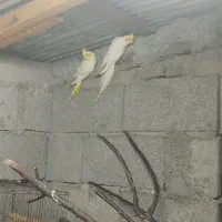 عروس هلندی لوتینو