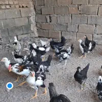 مرغ وخروس گلین لری|حیوانات مزرعه|جغتای, |دیوار