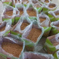 نخودچی گل|خوردنی و آشامیدنی|ممقان, |دیوار