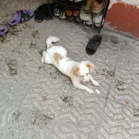 سگ پاکوتاه