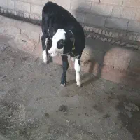 گاو شیری|حیوانات مزرعه|هریس, |دیوار