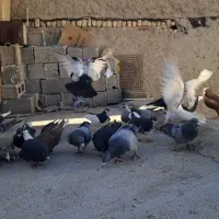 کفتر رنگی پلاکی