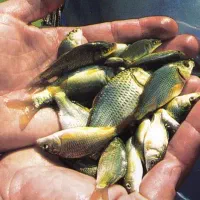 بچه ماهی کپور و آمور اصلاح شده گرمی
