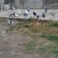 تعداد۱۰عددکبوتربفروش میرسددونه آی ۱۰۰تومان