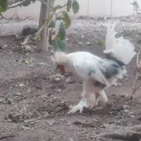 خروس